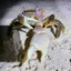 Fucking hard crab picture