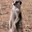 Meerkat