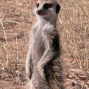 Meerkat