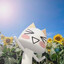 Mewsha