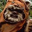 Ewok