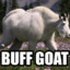 BUFF GOAT