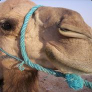 Kamel12