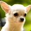 SexyDog