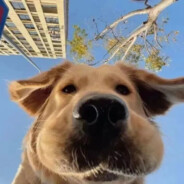 厉不厉害你坤哥