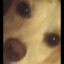 soybean