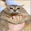 Gato gordo
