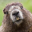 BEAVER