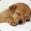 Major Sleepy
