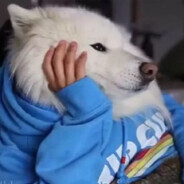 君🐏今天摸鱼了吗