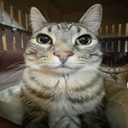 送你媽媽去吃麵鍋