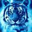 TigerTooth_HD