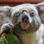 FiL Koala