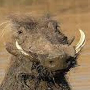 warthog