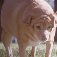 Chonky Boye