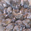 50,000 rats