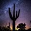 SaguaroCacti