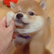 橘子给你别杀我