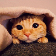 鸡蛋里并没有放葱.