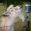 SingingGoat