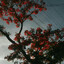 FoKu3