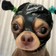 古埃及掌管集束炸弹的小猫之神