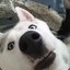 IAmADoggy