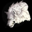 Mr.WhiteWolf