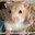 HAMMY