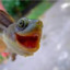 HappyTurtle