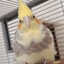 linro