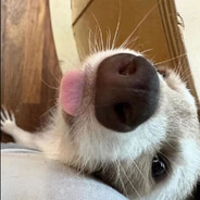 超五星米其林速溶咖啡