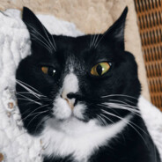 黄贝岭黑猫警长