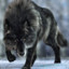 Wolf!!