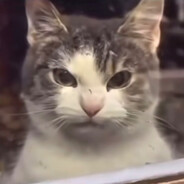 Böse Katze