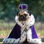 RoyalPug