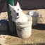 Dog in a Bucket