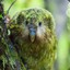 Kakapo