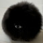 Little Creature
