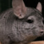 Chinchilla