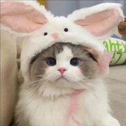 爱笑的小熊喵miao