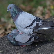 Мы стабой кружимс