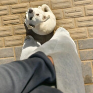 西北玄关威震天