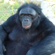 Mystic Monkey's avatar