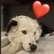 Pretty Border Collie avatar