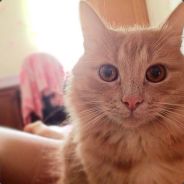 Розовый Леприкон