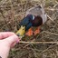 FeedingDucks