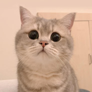 我想rush进猪猪的心