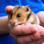 HamsterChallenge2026