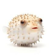 a fucking pufferfish